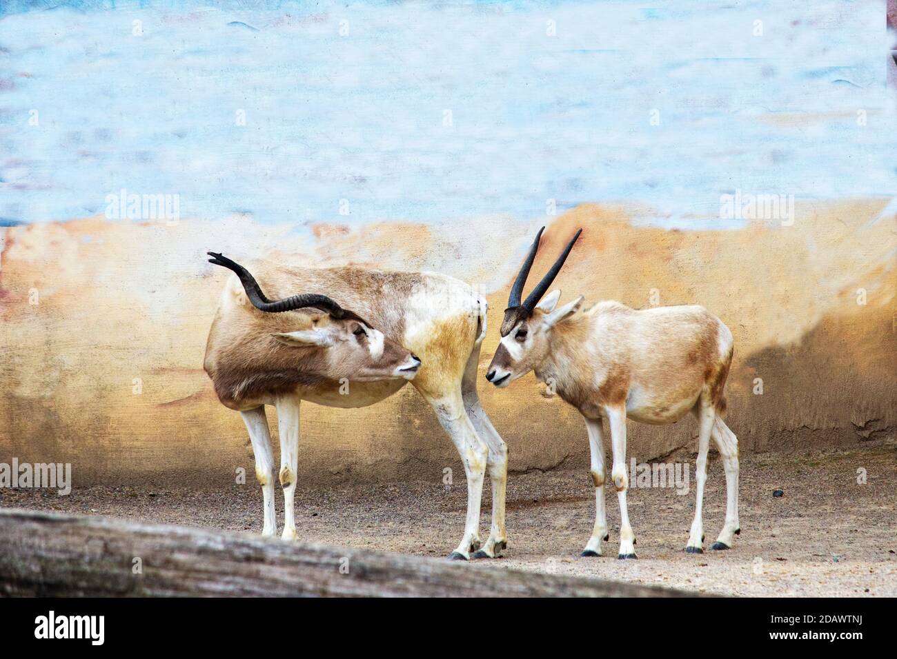 Side view of two Addax, also known as the white antelope and the screwhorn antelope, Addax nasomaculatus Stock Photo