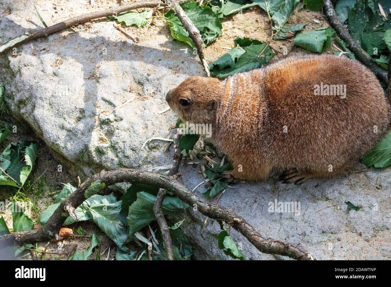 view of a black-tailed prairie dog eating leaves Stock Photo