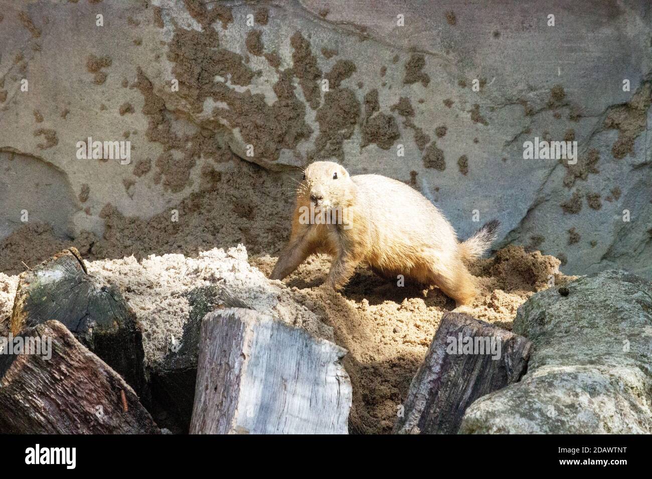 an images from a black-tailed prairie dog observing the surroundings Stock Photo