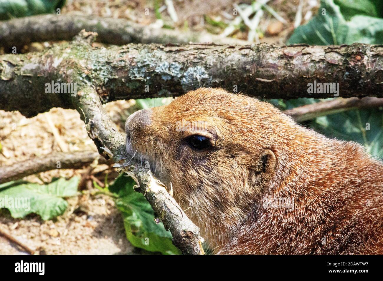 Close up of a black tailed prairie dog gnawing a branch Stock Photo