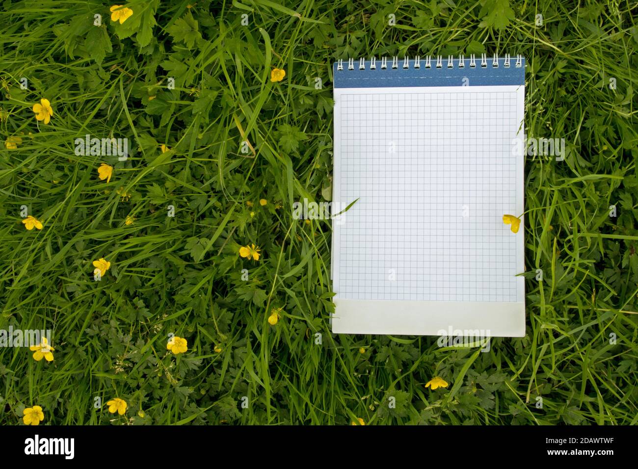 Notebook with mainspring cover with leaves lined with blue cage on a background of green leaves, stems and yellow flowers of the Buttercup (Ranunculus Stock Photo
