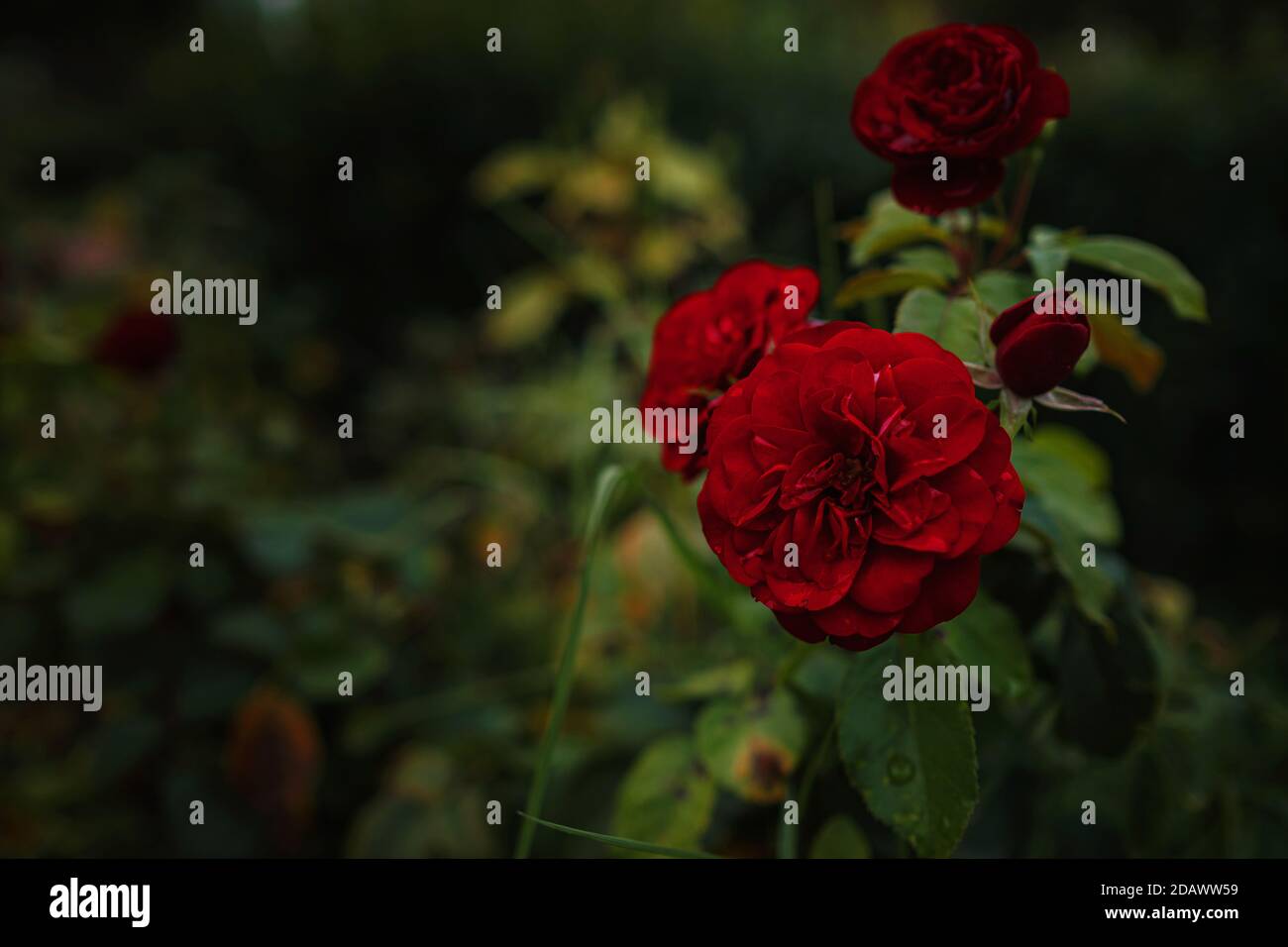 Beautiful roses in garden, roses for Valentine Day. beautiful deep dark ...