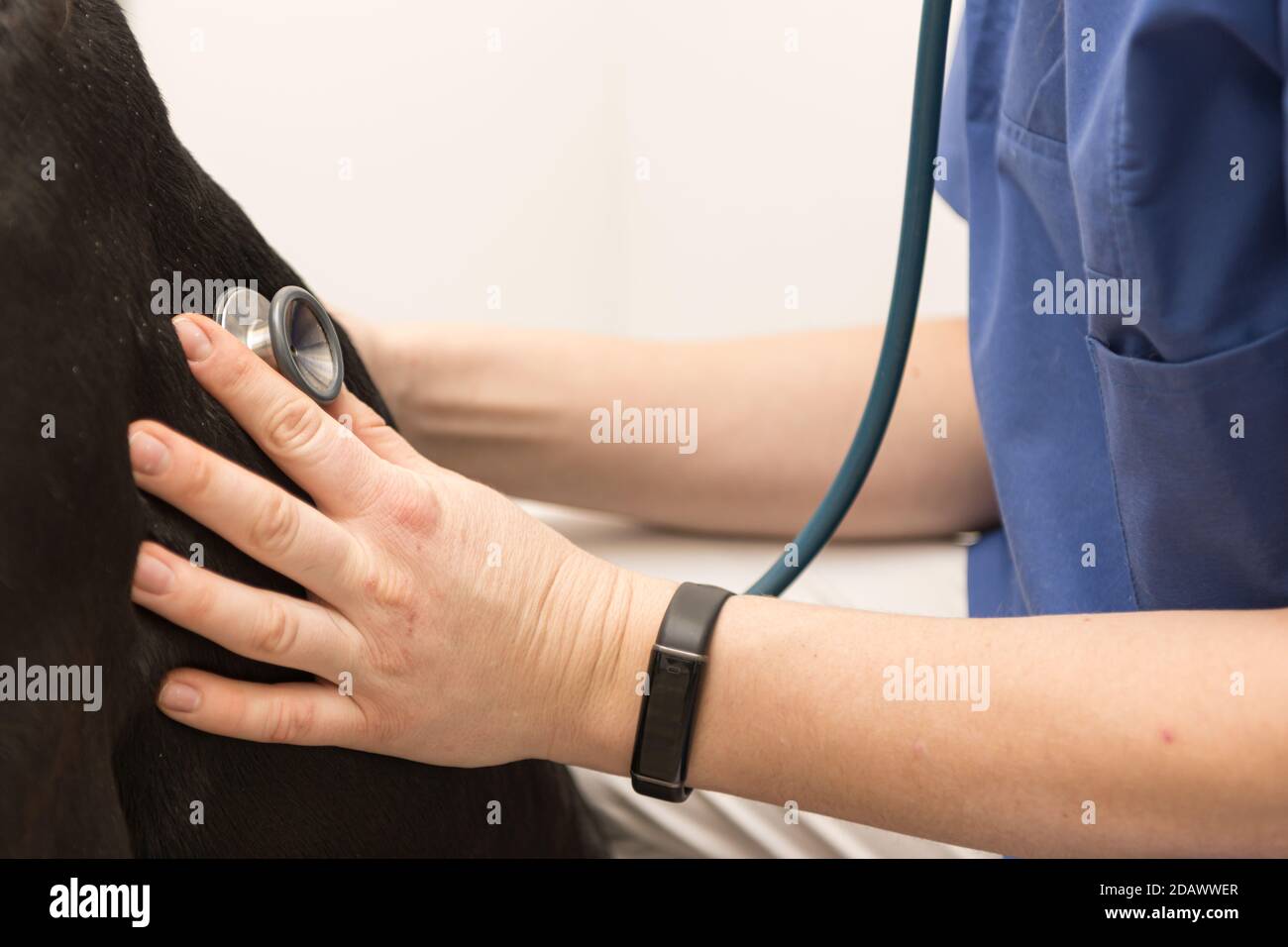 dog examination by a vet doctor with stethoscope in veterinary clinic Stock Photo