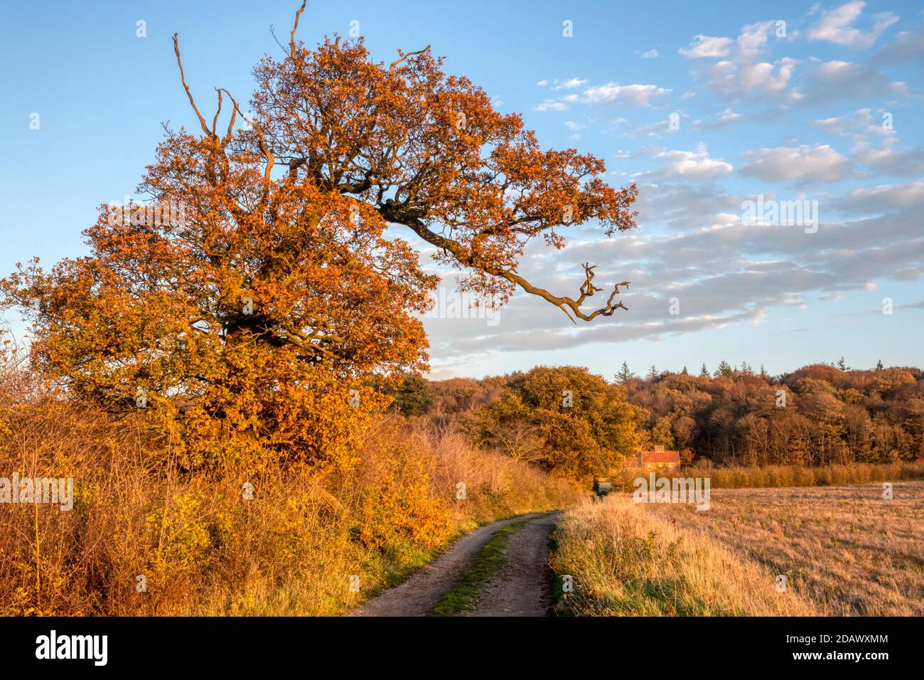 An oak tree on a Norfolk lane catches the last rays of the sun on an autumn afternoon. Stock Photo