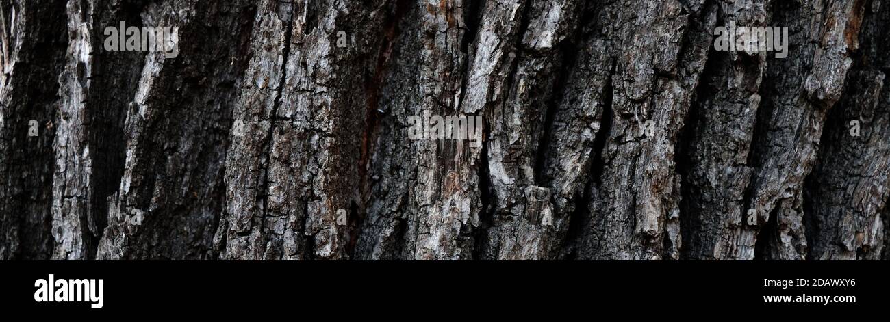 Old dark cracked wooden texture. Beautiful abstract bark background Stock Photo