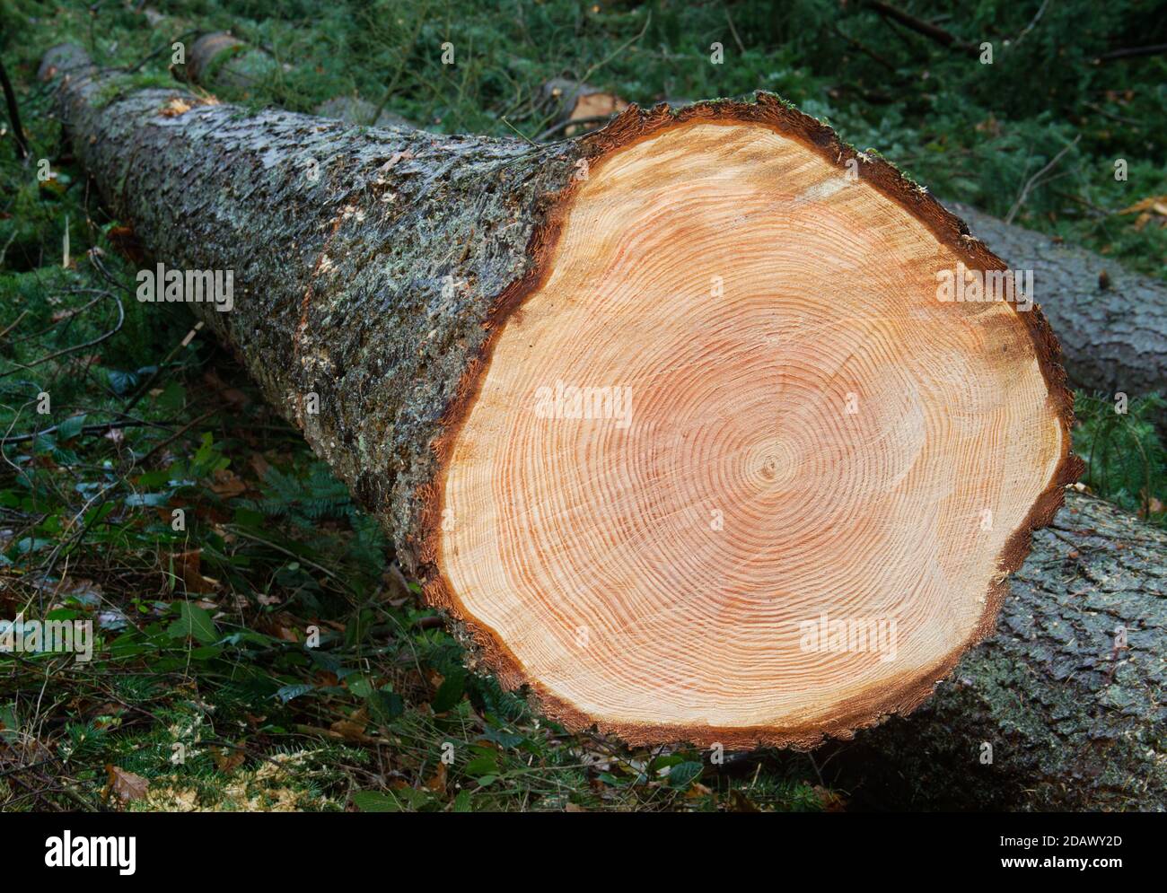 Felled Douglas fir tree, clear annual rings in the cross section Stock Photo