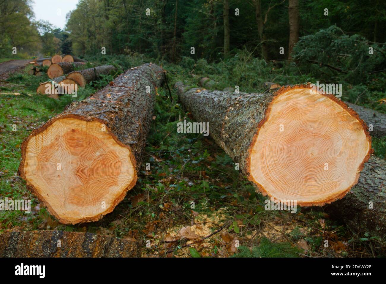 Felled Douglas fir trees, clear annual rings in the cross section Stock Photo