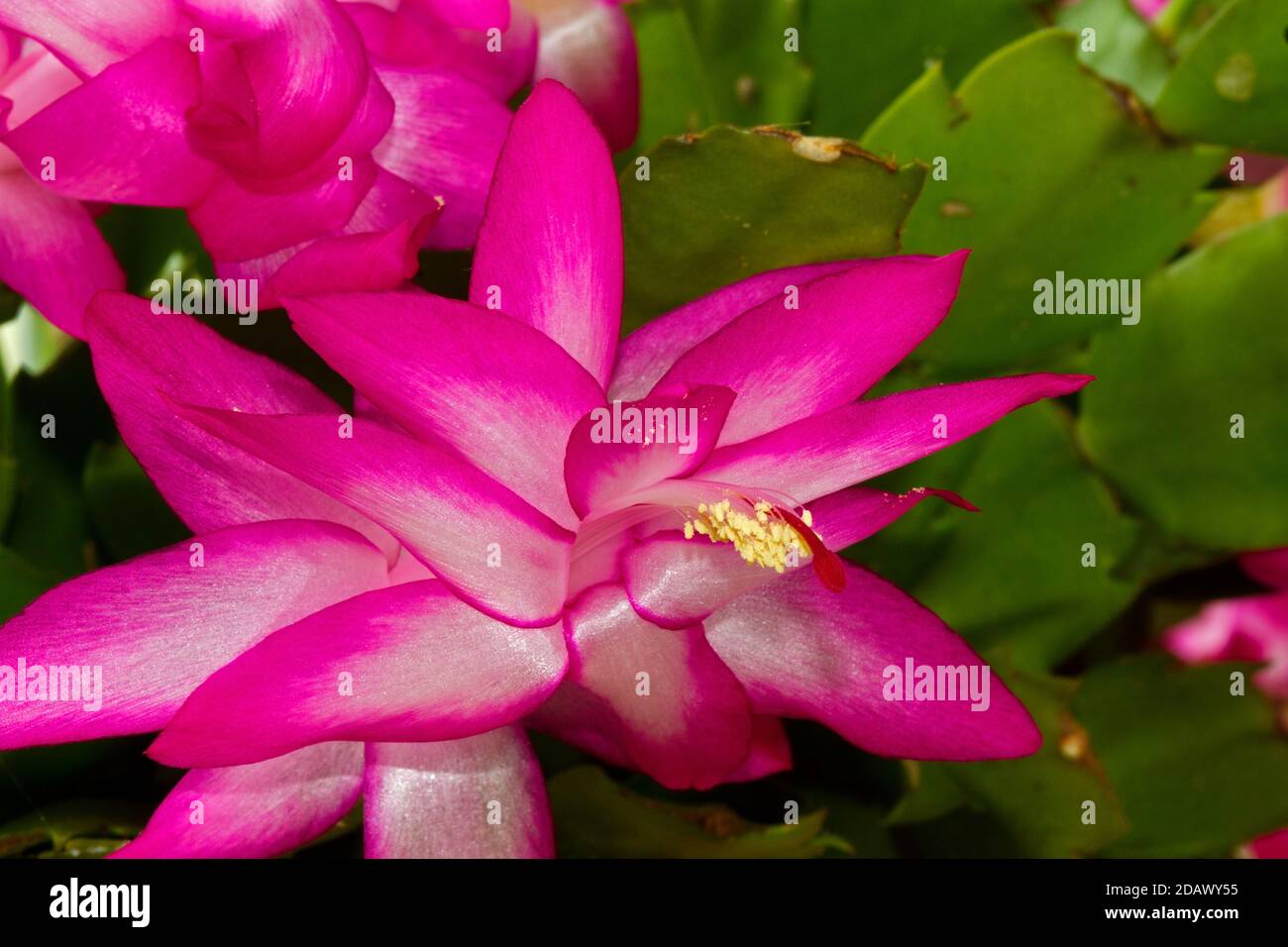 Close-up of het pink flowers of Christmas cactus, Schlumbergera truncata Stock Photo