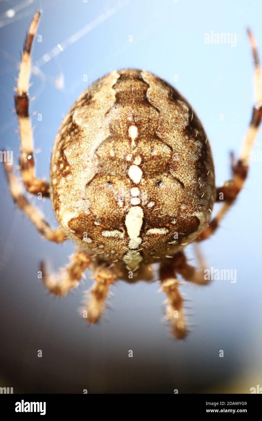 Garden Spider (Araneus Diadematus) on web Stock Photo - Alamy