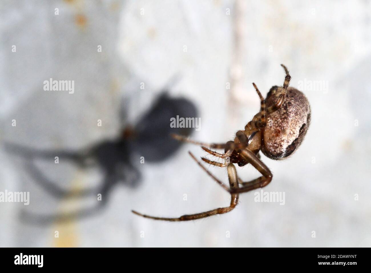 Orb Spider (Larinioides Cornutus) on web Stock Photo