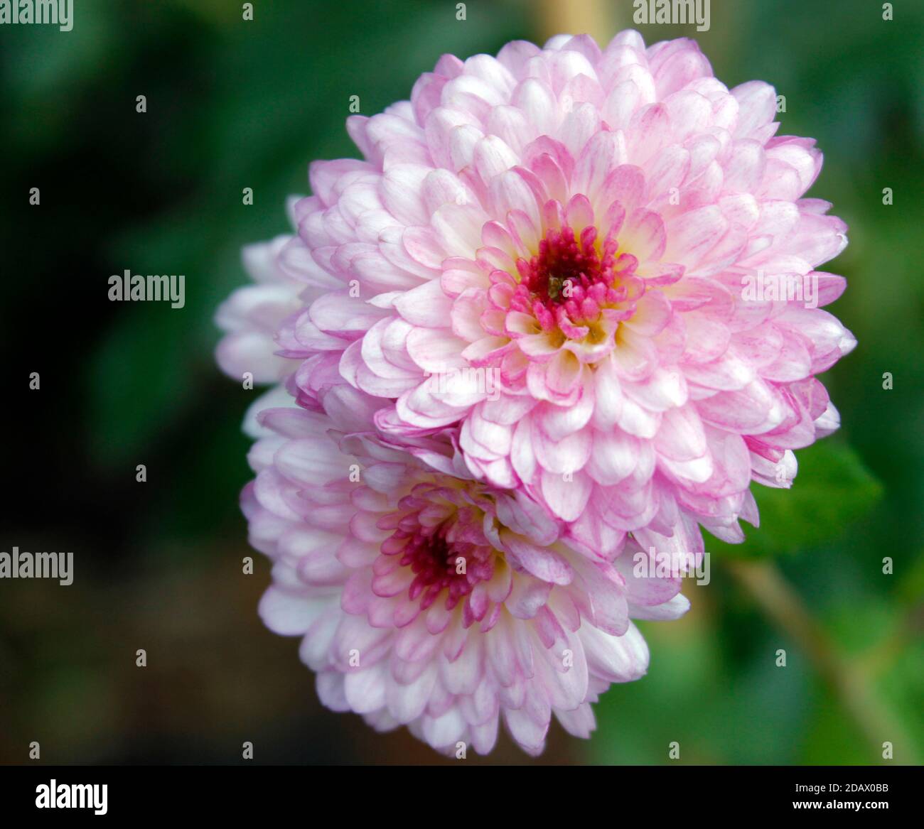 Close up of Pink pom pom Chrysanthemum Stock Photo