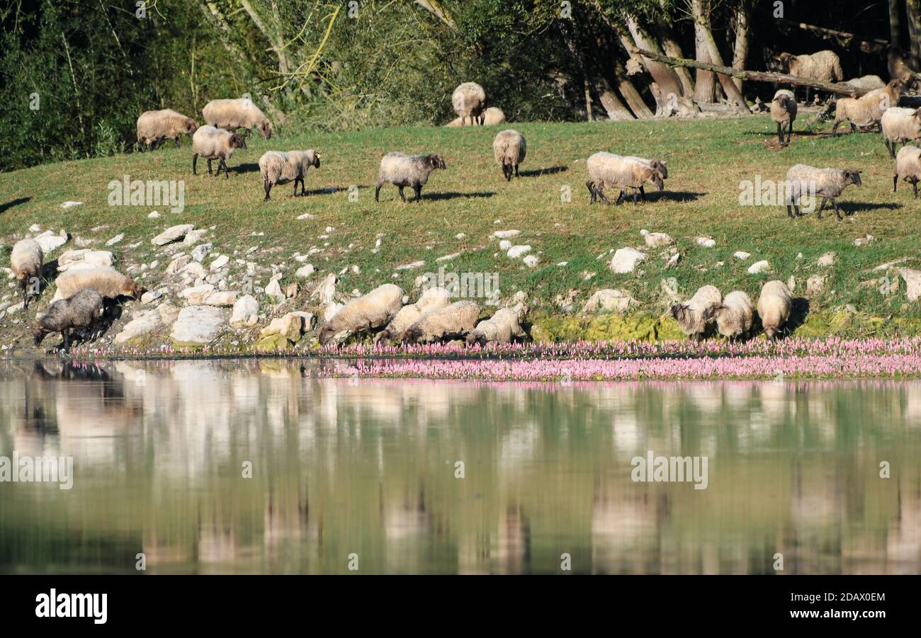 Sheep grazing next to the Maroño swamp Stock Photo