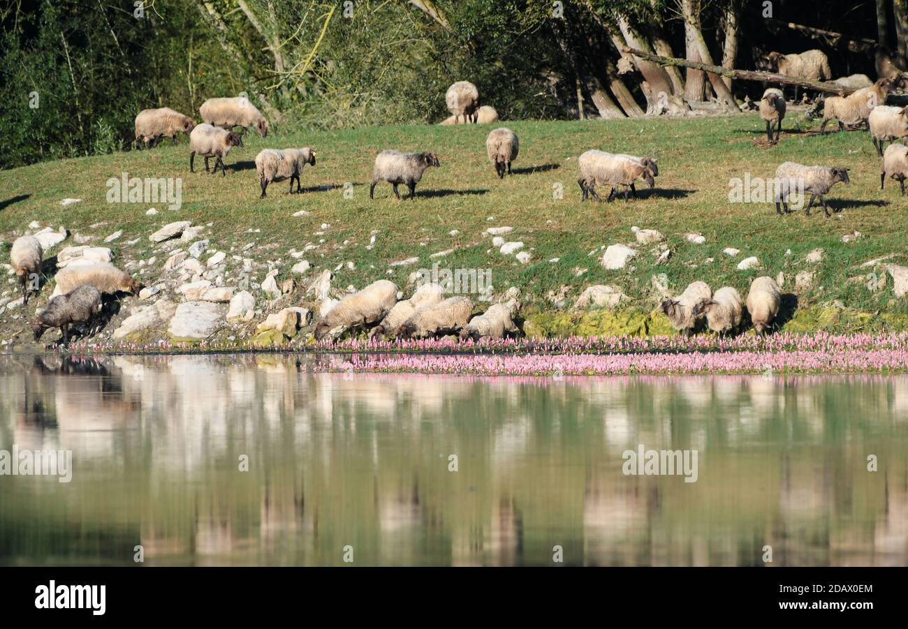 Sheep grazing next to the Maroño swamp Stock Photo - Alamy