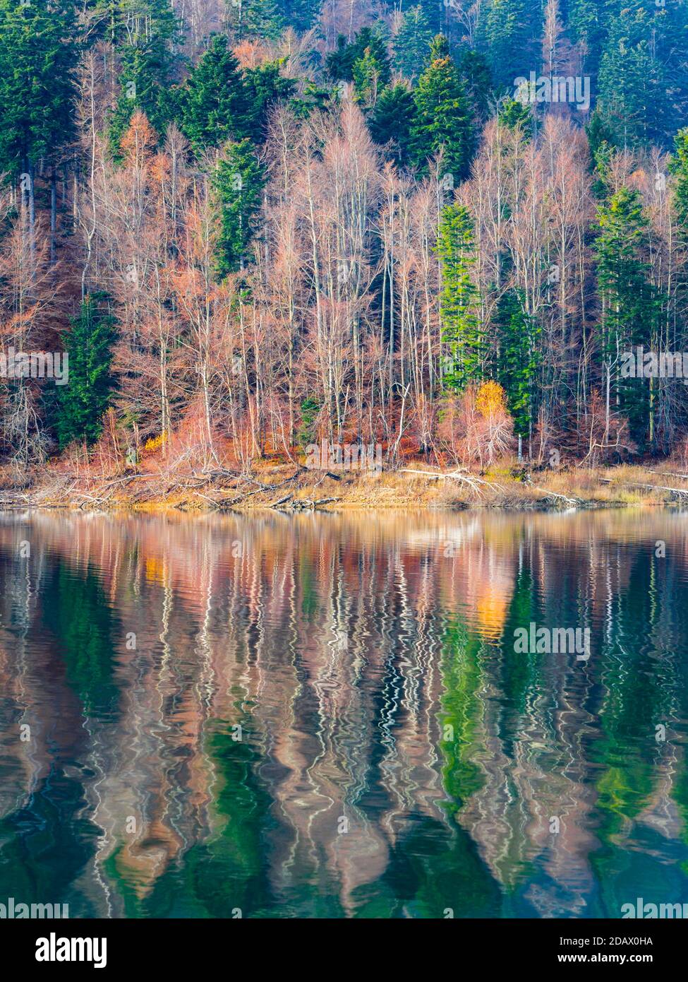 Stunning late Autumnal lake reflection with hint of first morning dribble waves Lokve lake Lokvarsko jezero in Croatia Europe Stock Photo