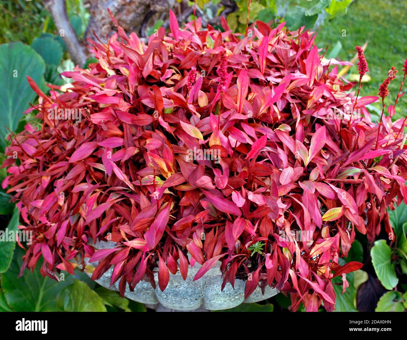 Rose red Autumn foliage of Polygonum affine 'Superbum' in ornamental stone planter Stock Photo