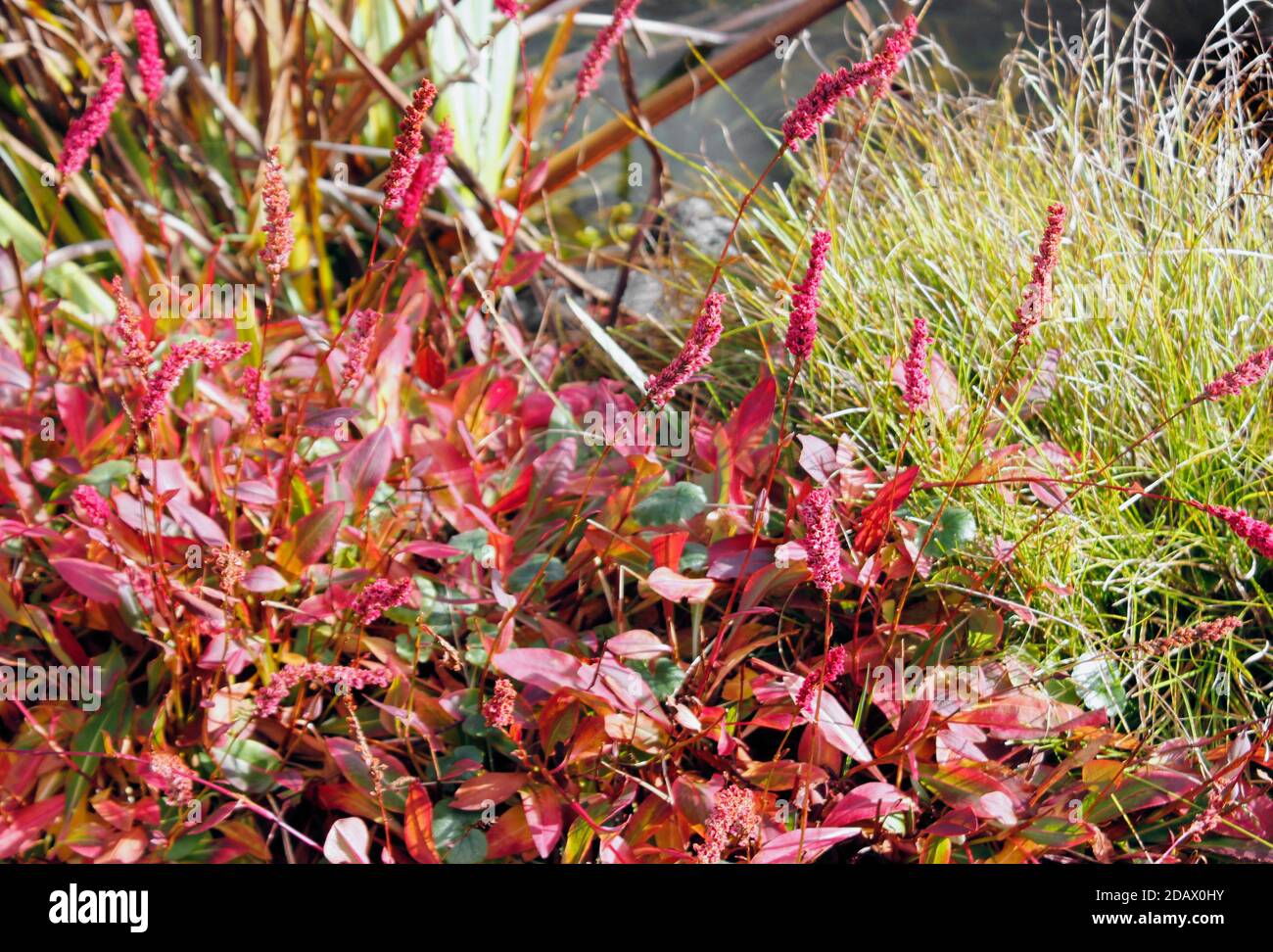Polygonum affinis persicaria spikes of rose red in Autumn Stock Photo