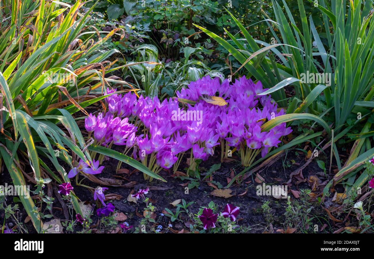 Natural landscape and beautiful autumn background with a group of blooming Crocus flowers in the garden. Beautiful group of lilac crocuses under the b Stock Photo