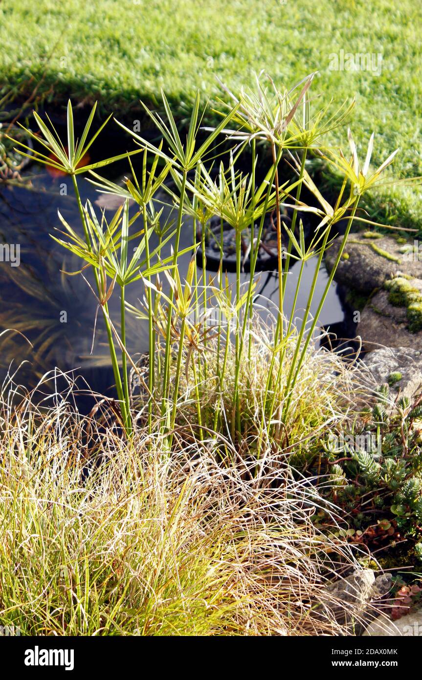 A clump of Cyperus alternifolius 'Umbrella Plant' growing beside a wildlife pond Stock Photo