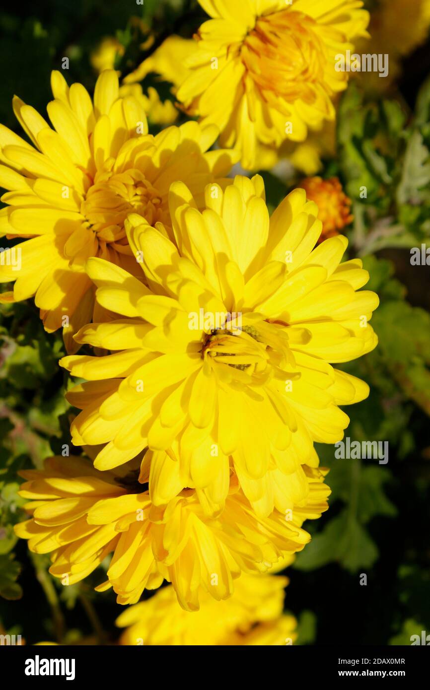 Chrysanthemum gold yellow hi-res stock photography and images - Alamy