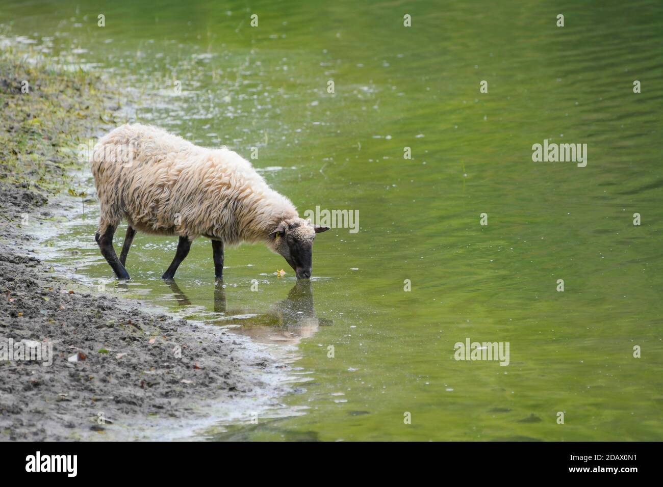 Sheep drinking in the Maroño swamp Stock Photo