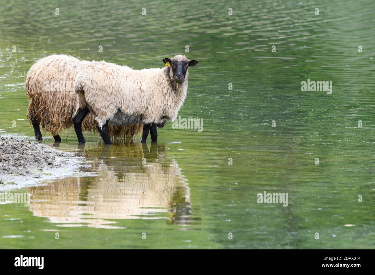 Sheep drinking in the Maroño swamp Stock Photo