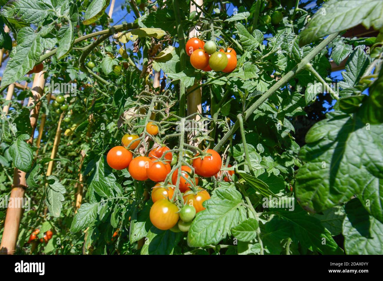 Cluster of cherry tomatoes ripening in the bush Stock Photo Alamy