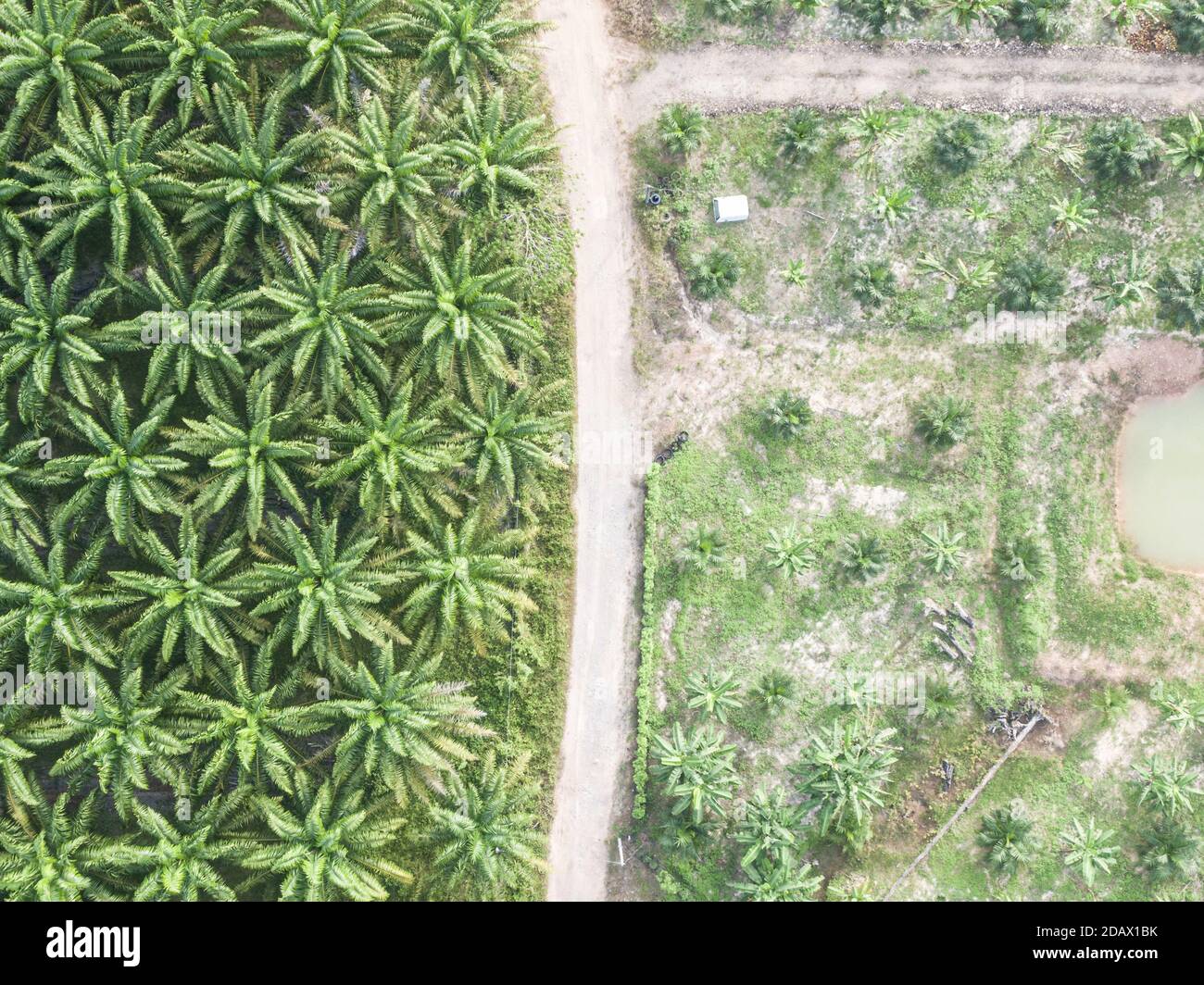 Aerial palm trees hi-res stock photography and images - Alamy