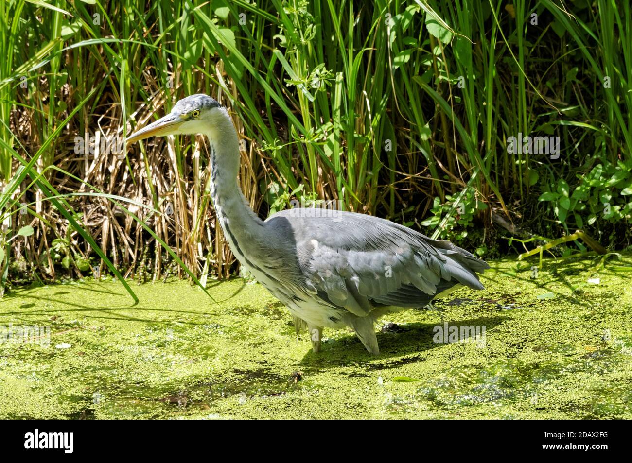 Grey Heron (Ardea cinerea) hunting in a river Stock Photo
