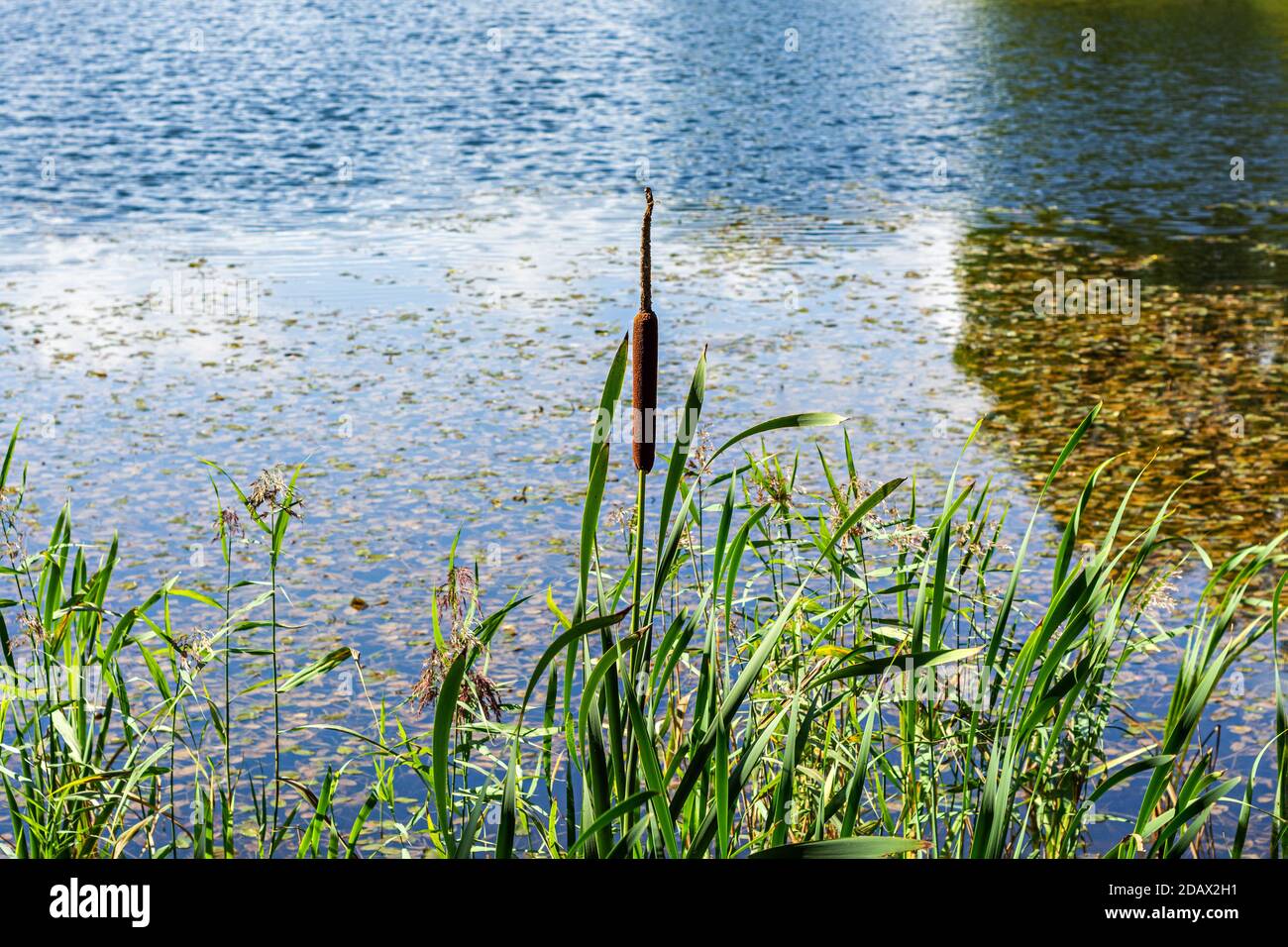 Lonely reeds growing among sedge on the Bank of the pond against the blue water. Stock Photo