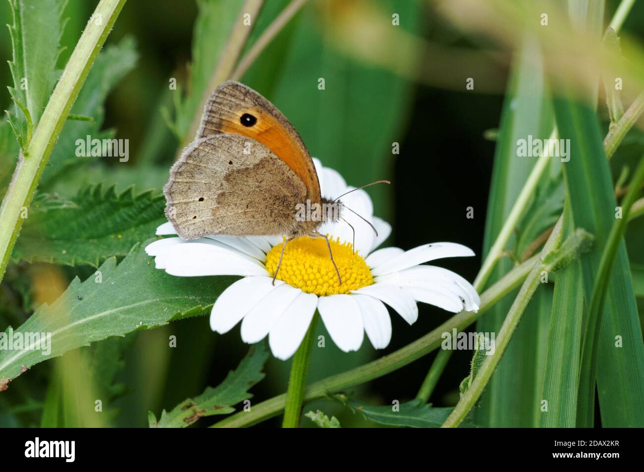close up of meadow brown butterfly on a flower, Maniola jurtina Stock Photo