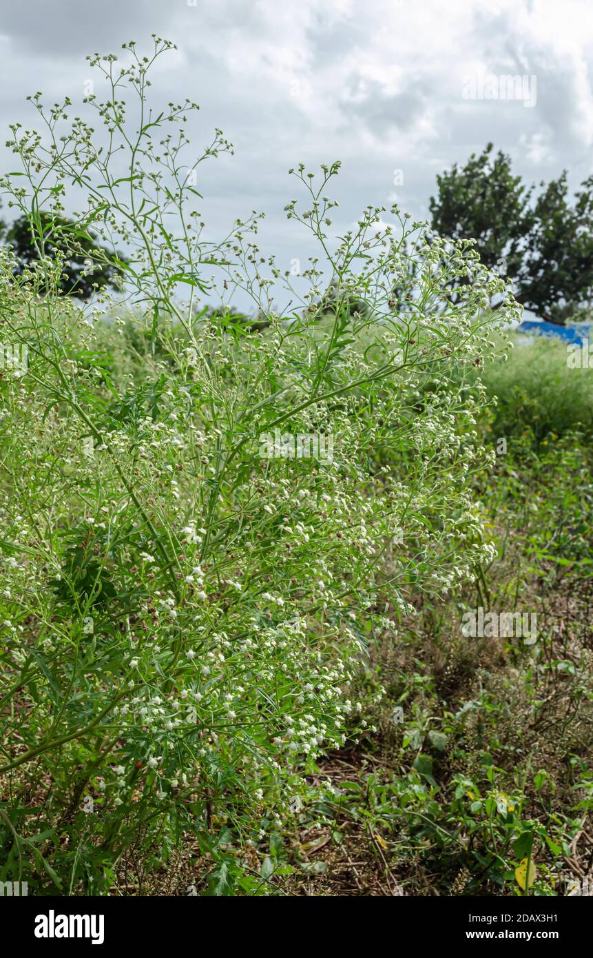 Carrot weed hires stock photography and images Alamy