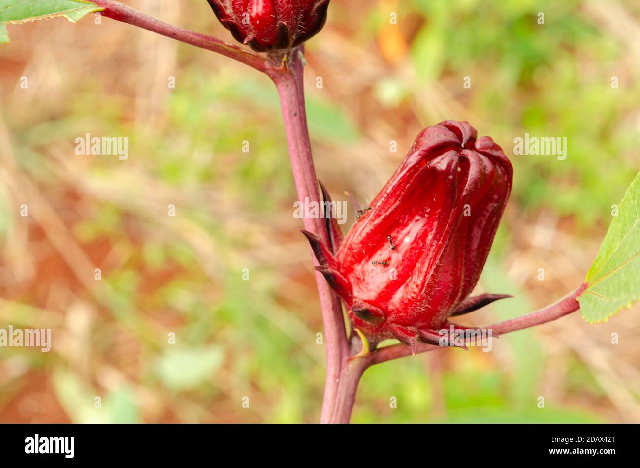 Hibiscus Sabdariffa Sorrel Fruit Stock Photo Alamy