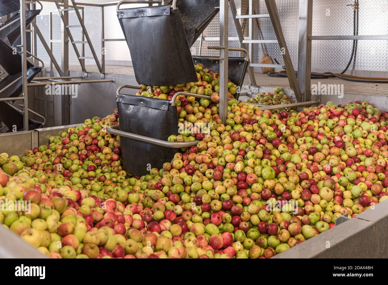Ripe fall apples in a container, ready to squeeze apple juice Stock Photo