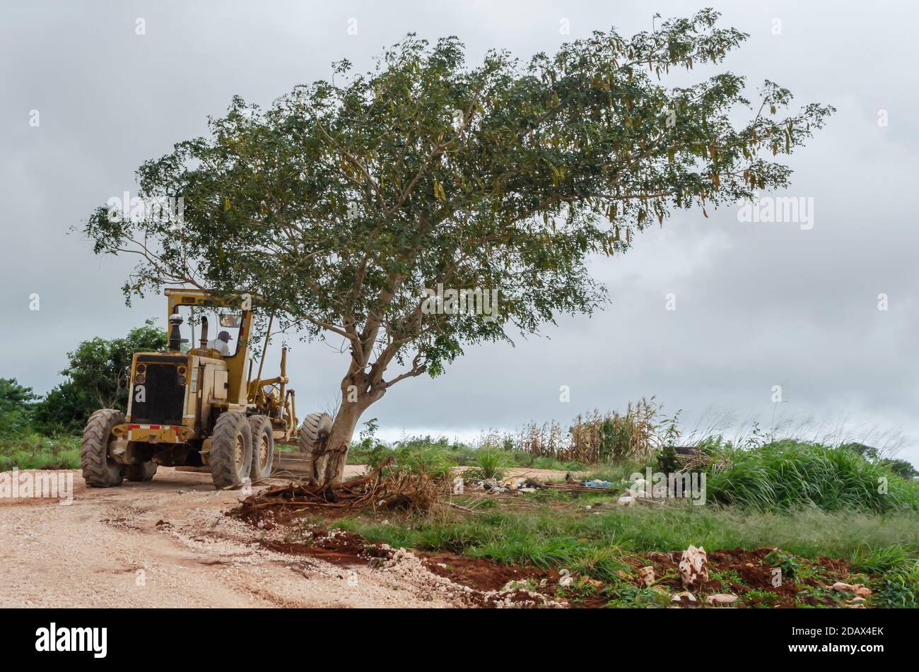 Motor Grader Working Around Albizia Lebbeck Tree On New Road Stock Photo