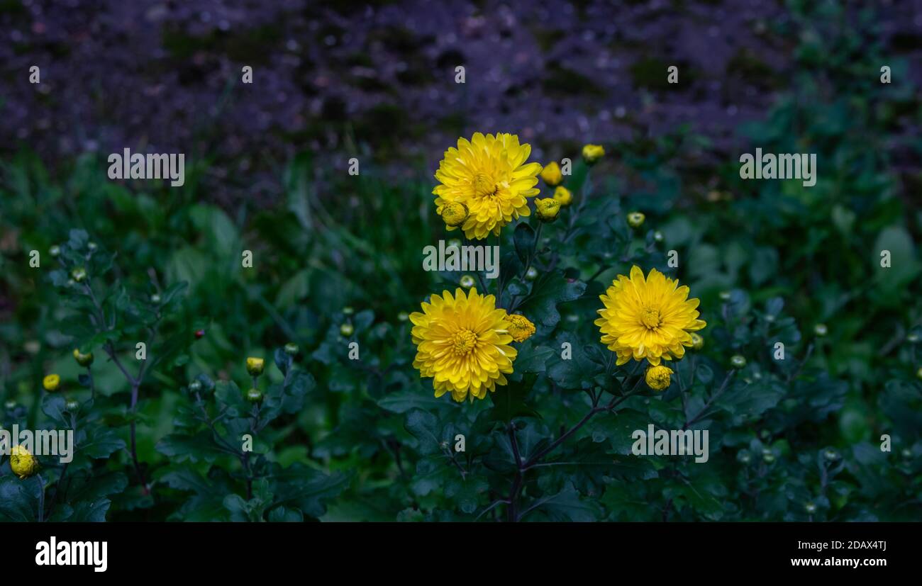 Three yellow Aster flowers in a flower bed. Daisy. Stock Photo
