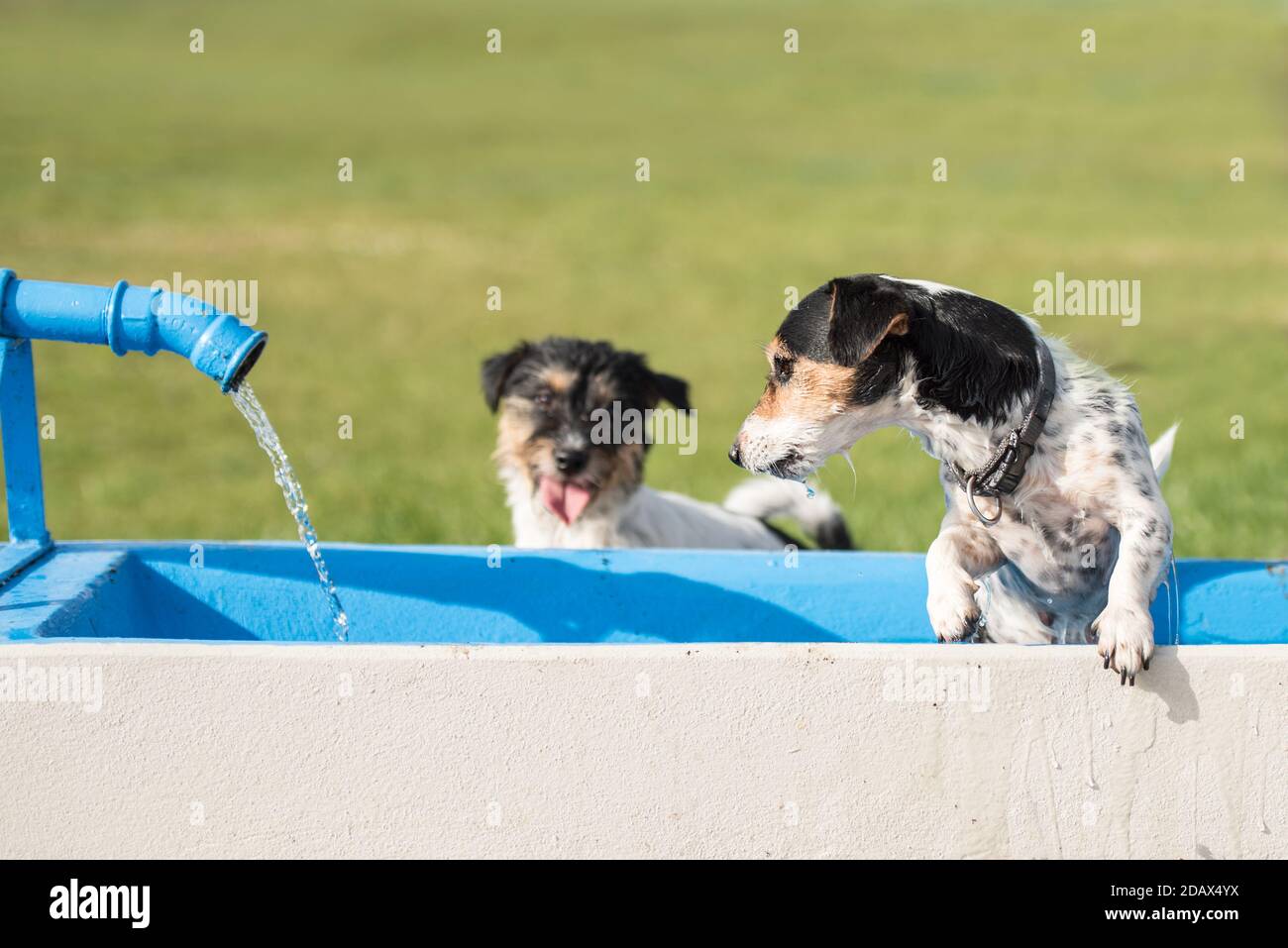 Dog drinking from water fountain hires stock photography and images