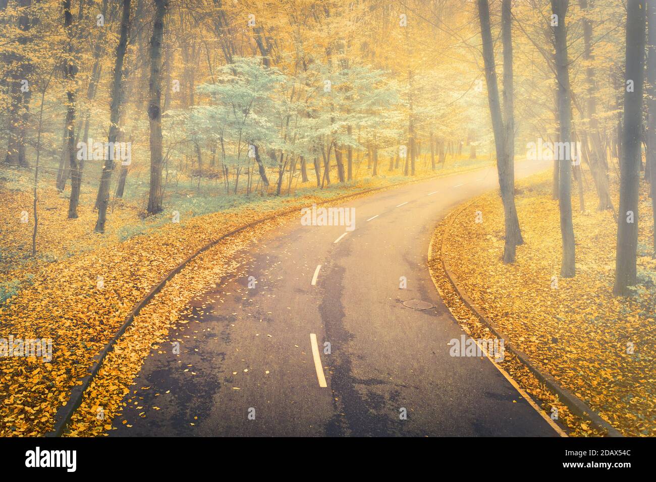 Asphalt Road in the foggy autumn forest - the highway goes into the ...