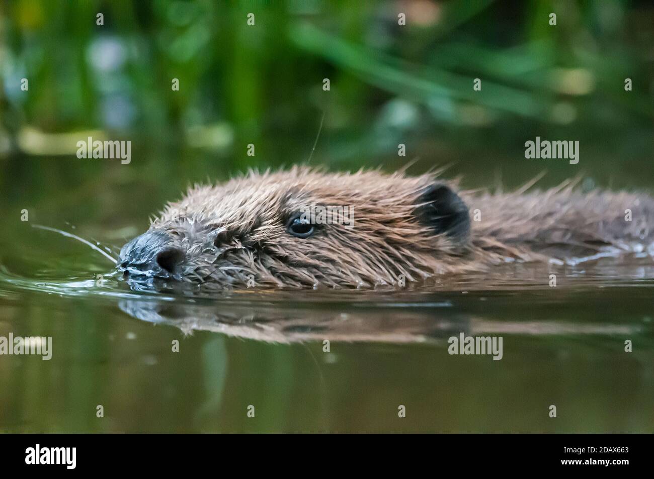 eurasian beaver castor fiber Stock Photo