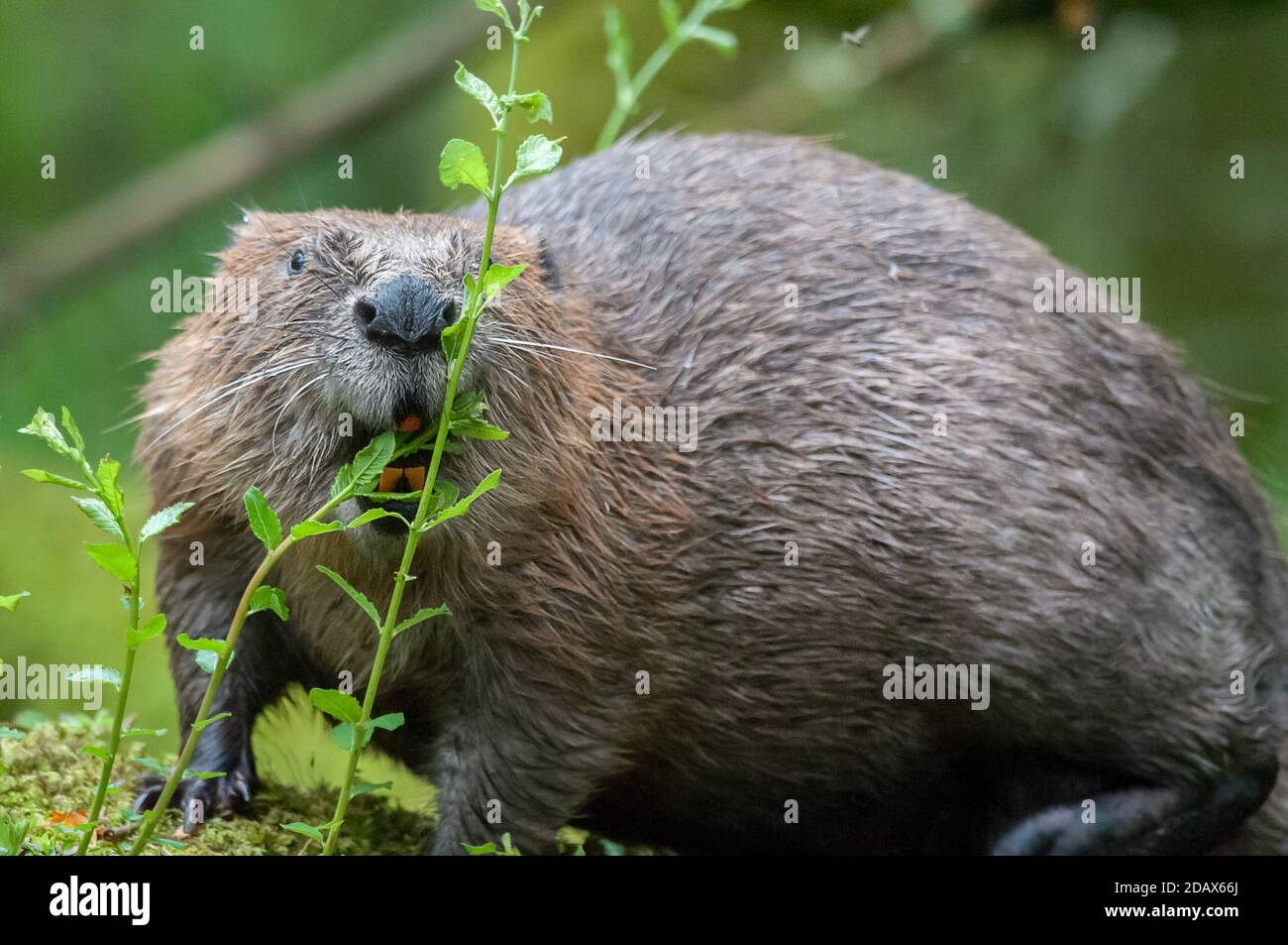 eurasian beaver castor fiber Stock Photo