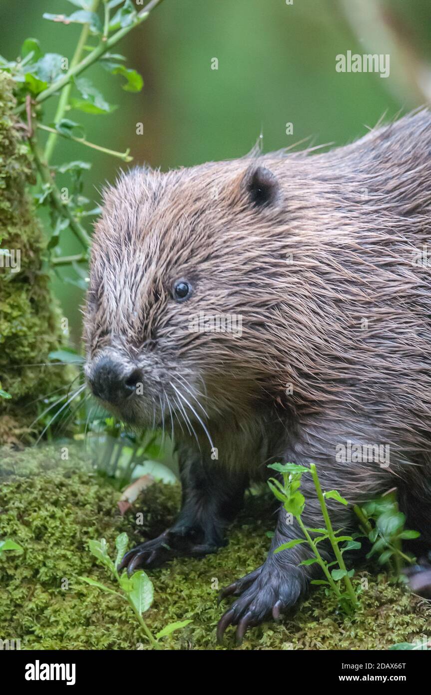 eurasian beaver castor fiber Stock Photo