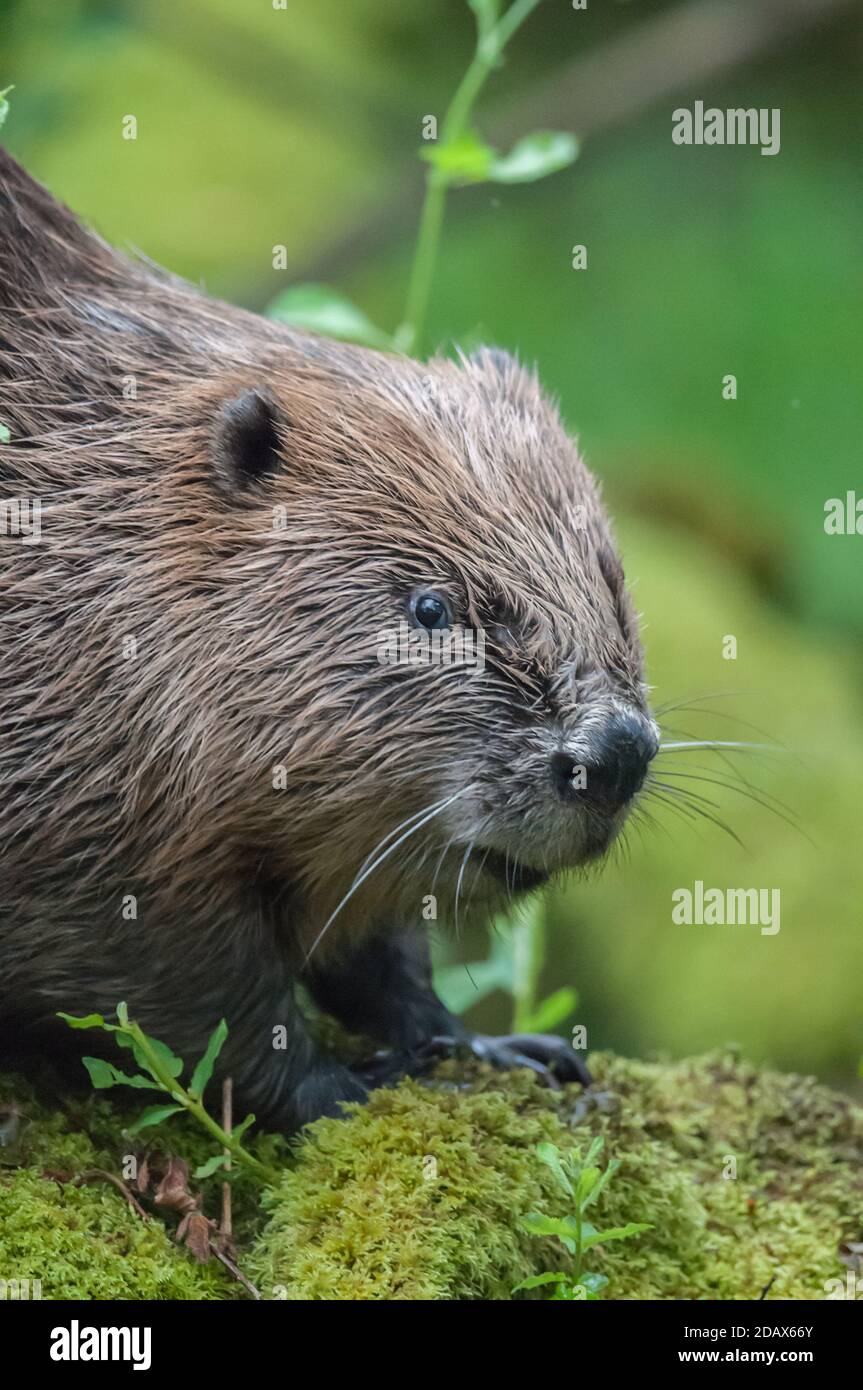 eurasian beaver castor fiber Stock Photo