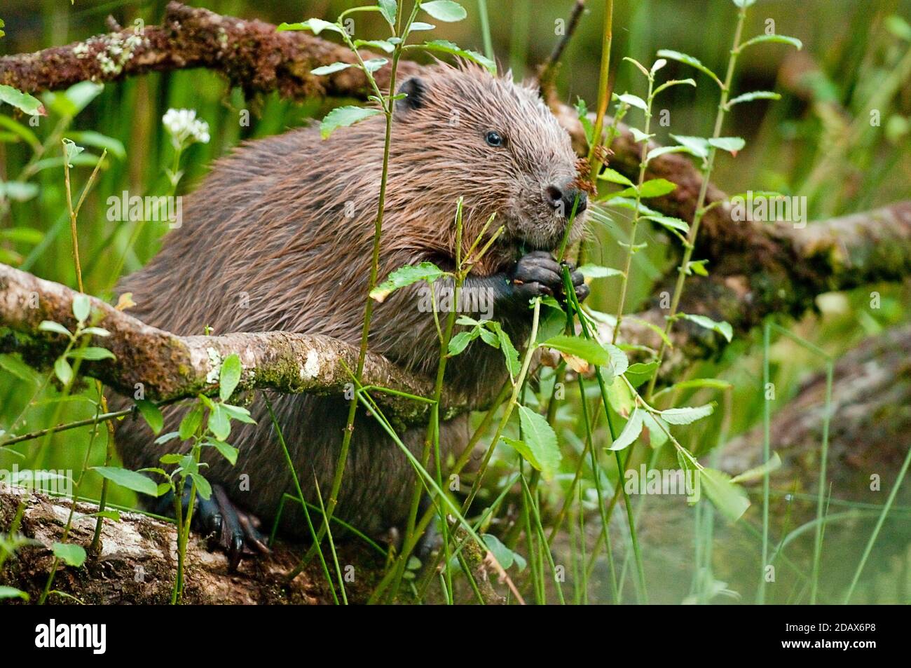eurasian beaver castor fiber Stock Photo