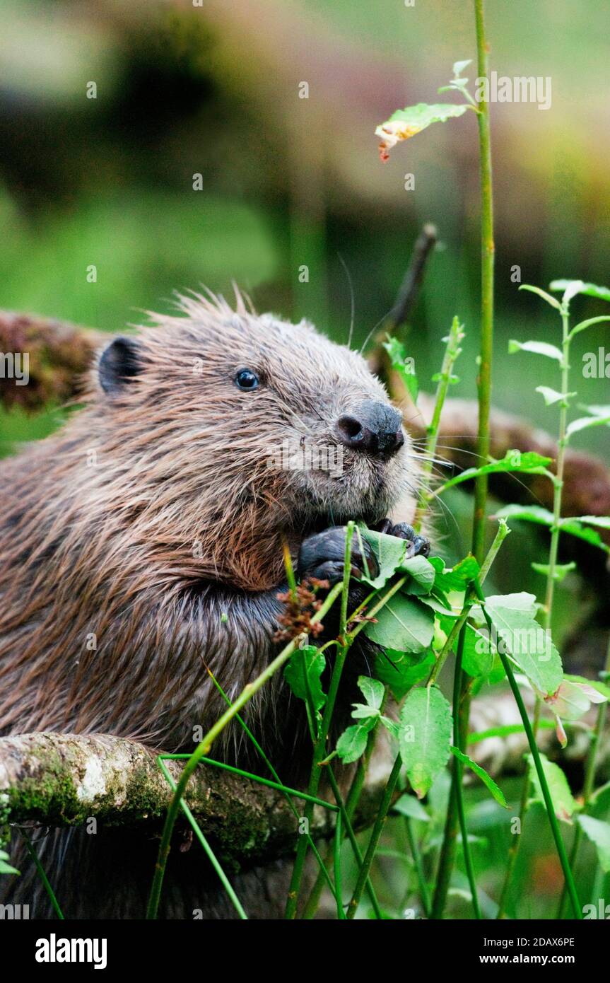 eurasian beaver castor fiber Stock Photo