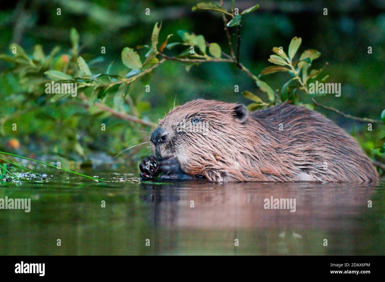 eurasian beaver castor fiber Stock Photo