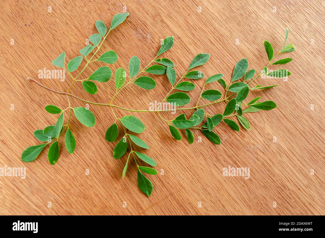 Moringa On Board Background Stock Photo