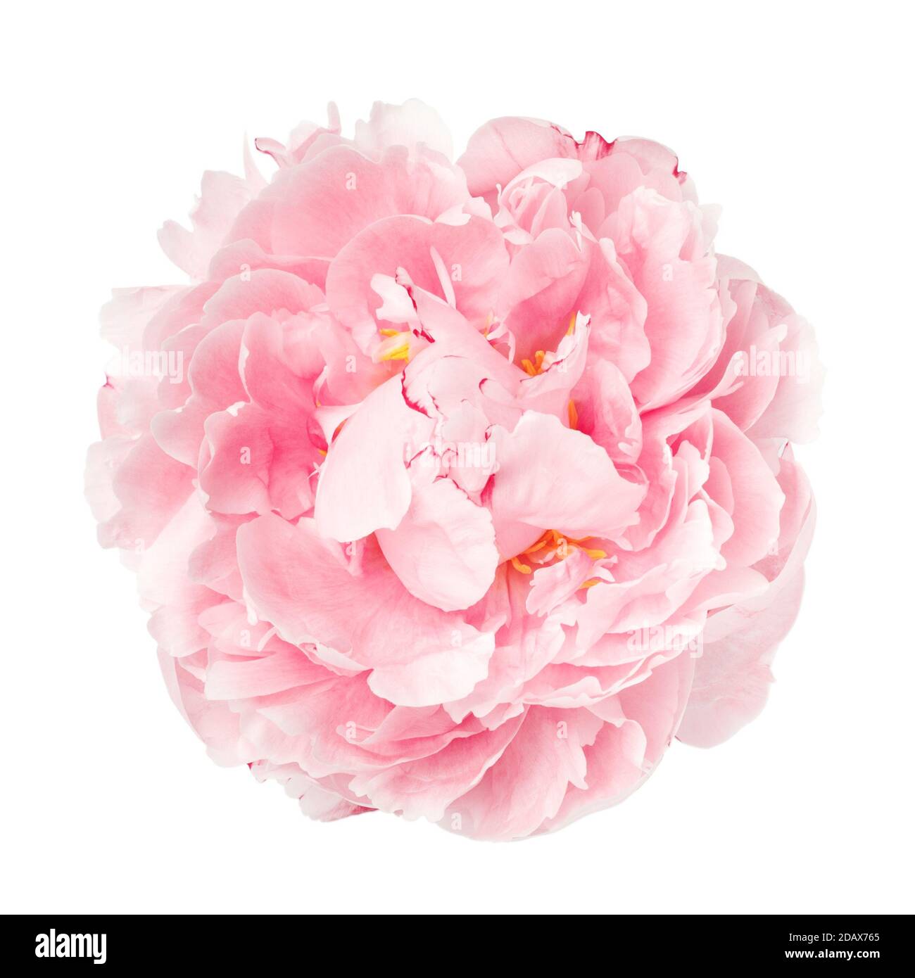 Delicate pink peony bud not opened. Studio shot isolate on a white background flower. Stock Photo