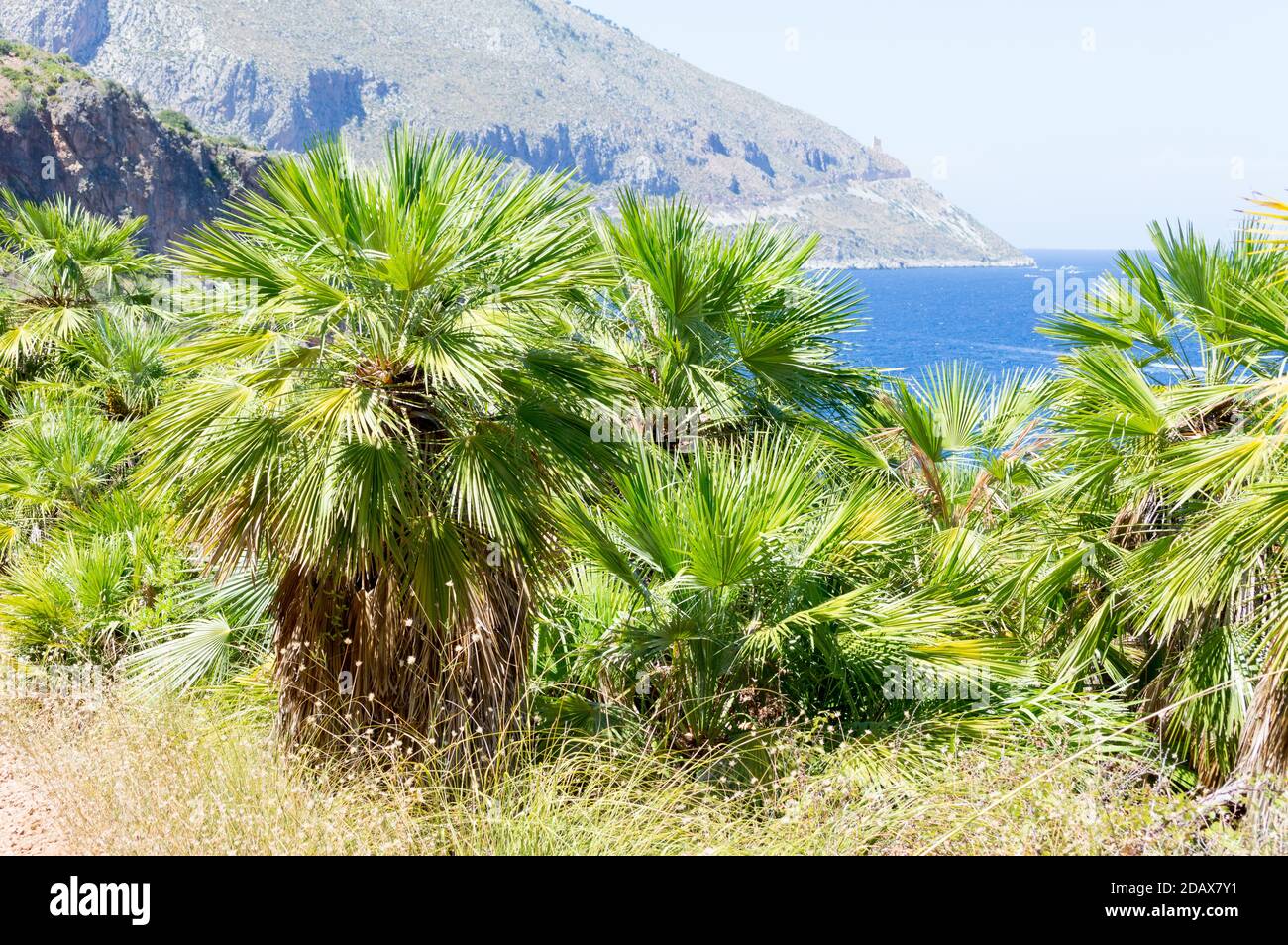 Dwarf palm trees of the Zingaro natural reserve, a typical plant of the