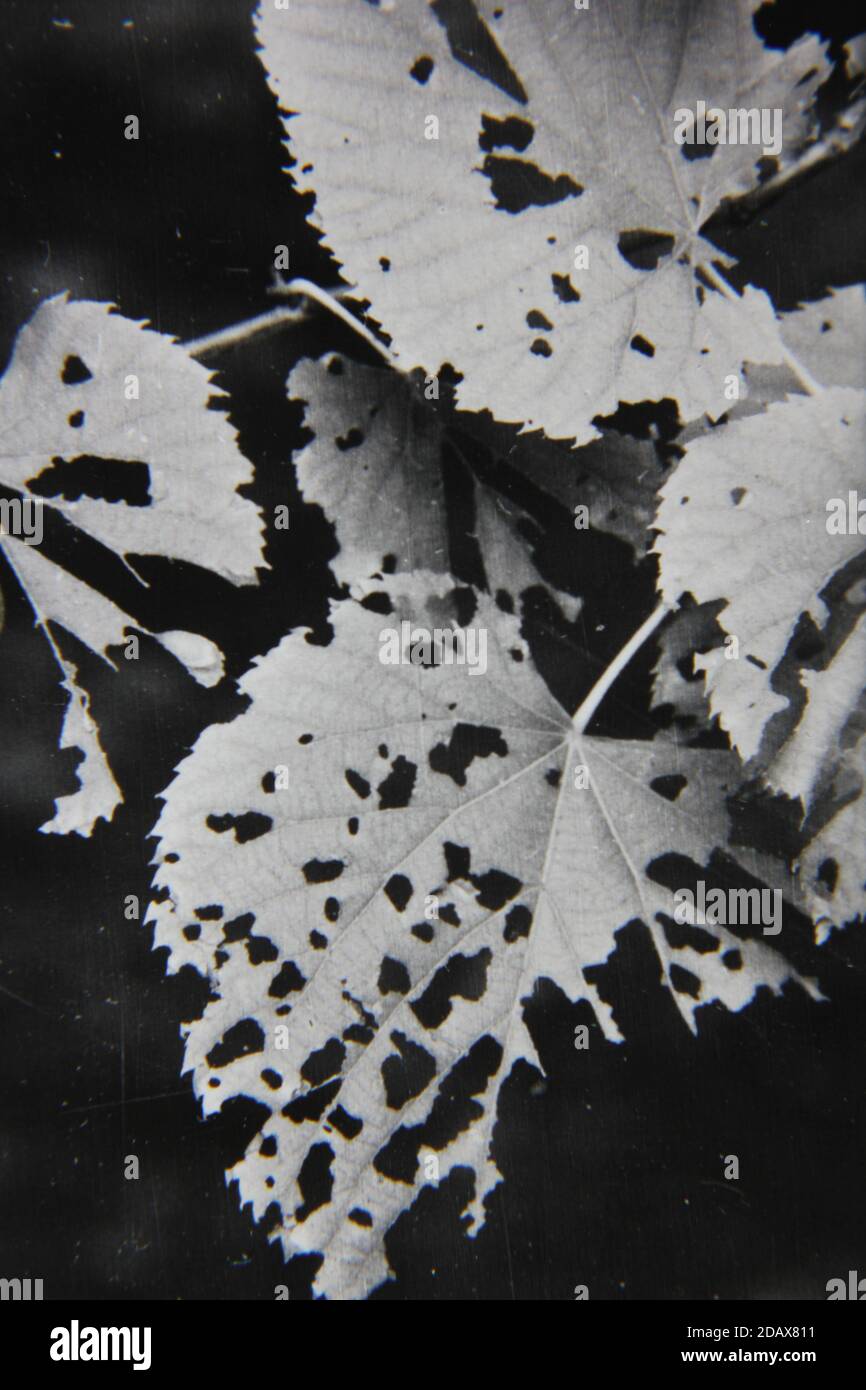 Fine 1970s vintage black and white photography of a closeup of nature ...