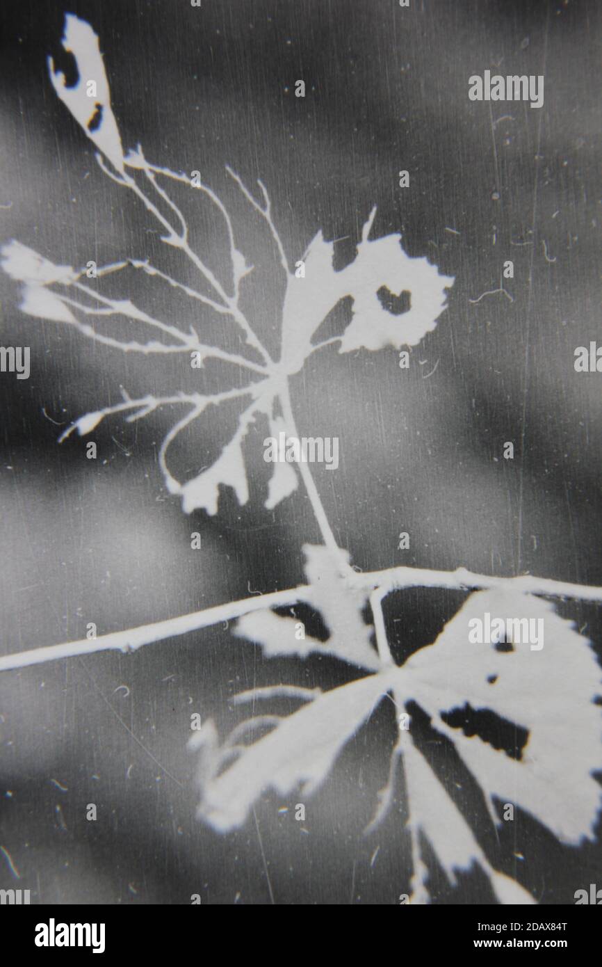 Fine 1970s vintage black and white photography of the beauty of nature