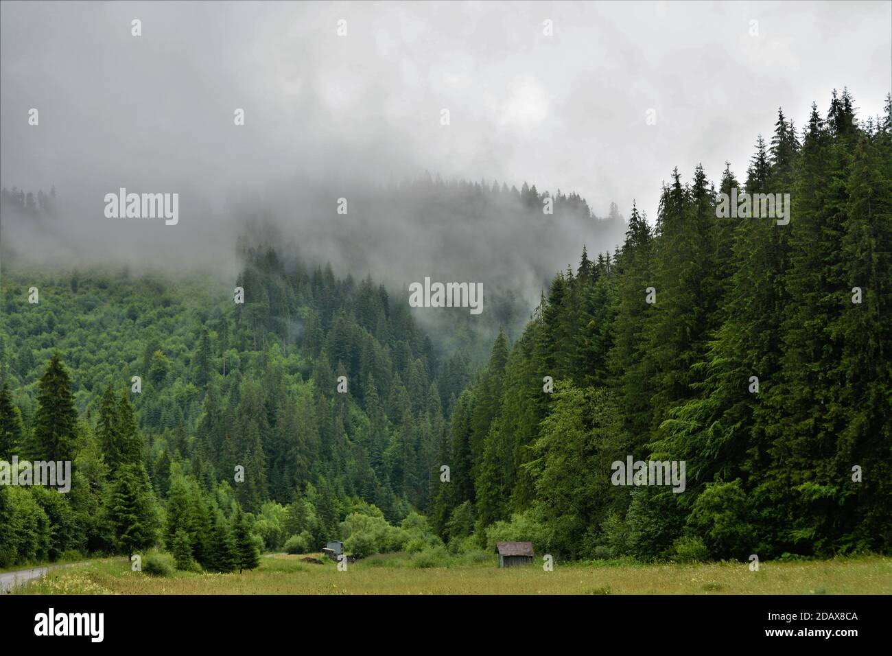 Mysterious green forest covered with fog Stock Photo - Alamy